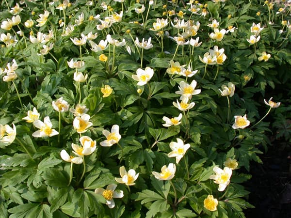 Anemone nemorosa