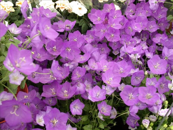 Campanula persicifolia
