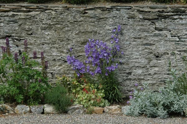 Campanula persicifolia