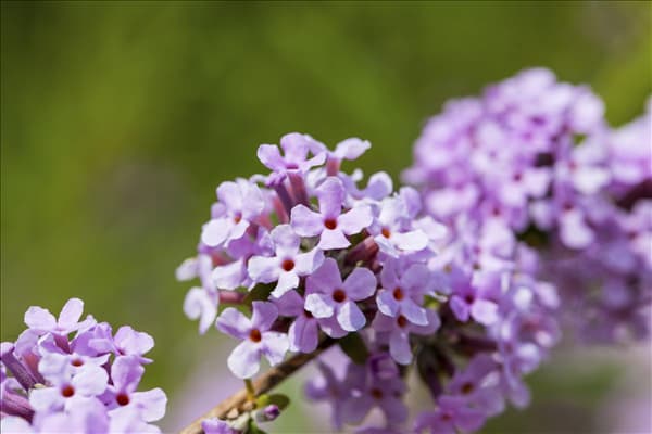 Buddleja alternifolia
