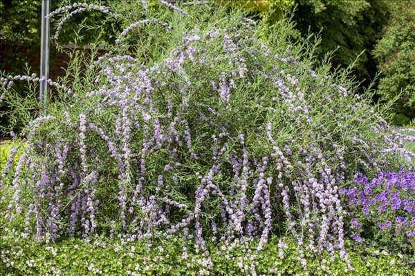 Buddleja alternifolia