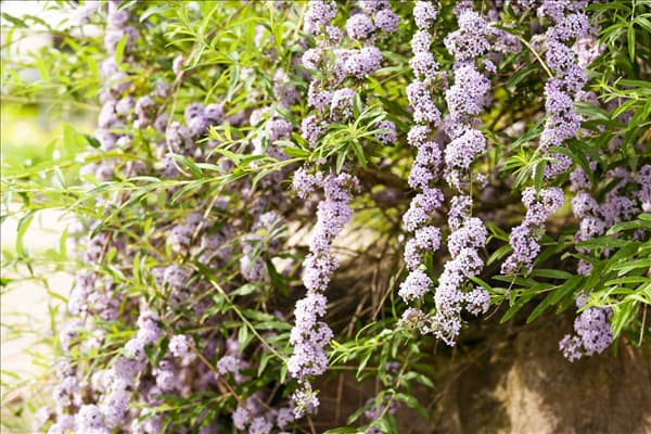 Buddleja alternifolia