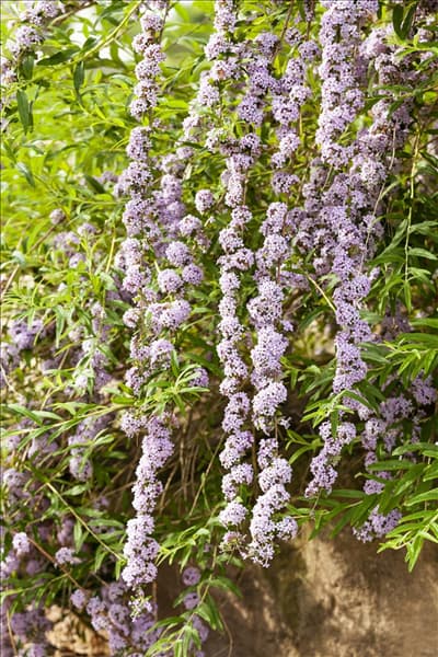 Buddleja alternifolia
