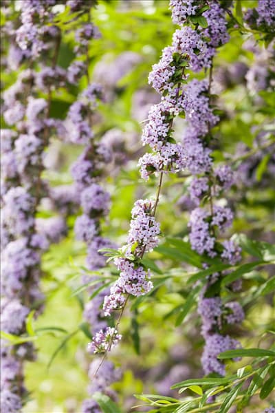 Buddleja alternifolia