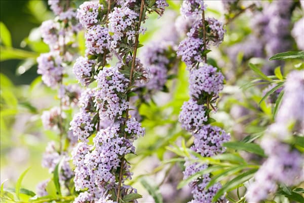 Buddleja alternifolia