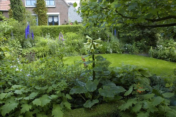Cardiocrinum giganteum