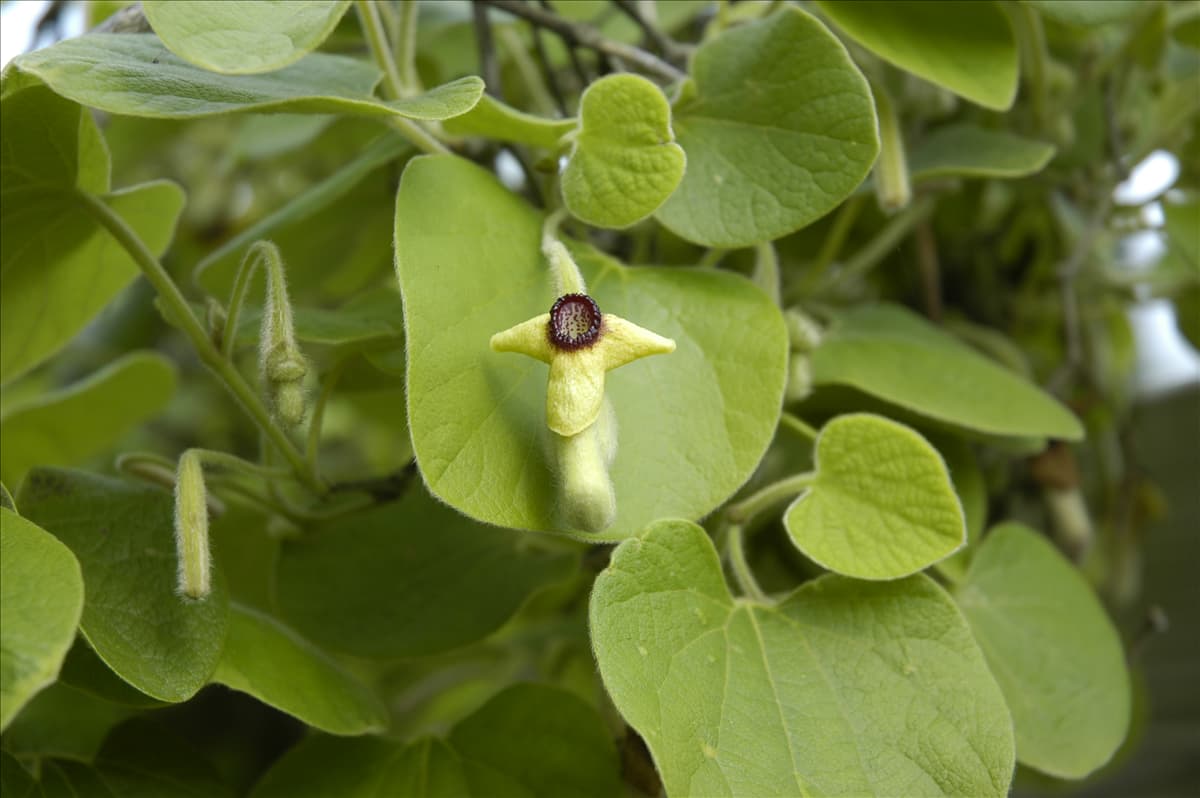 Aristolochia tomentosa Pfeifenblume