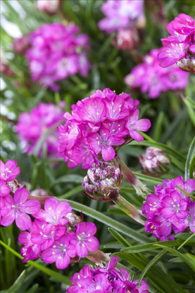 Armeria maritima