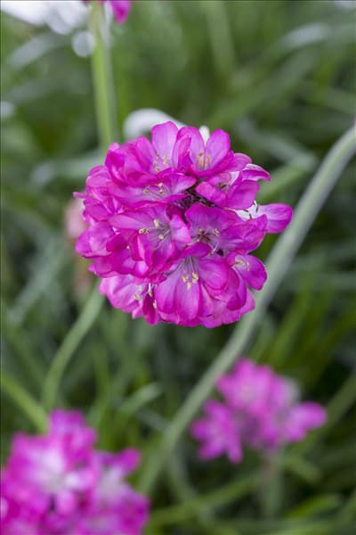 Armeria