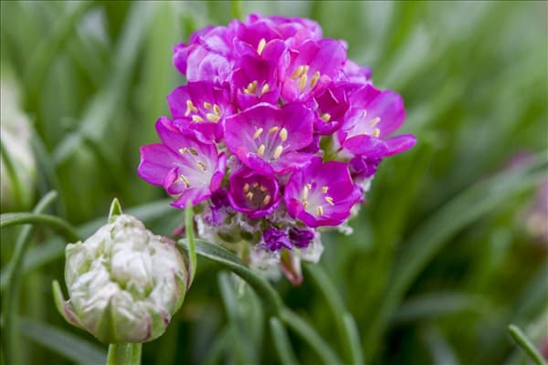 Armeria maritima