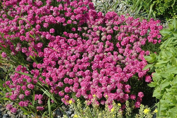 Armeria maritima