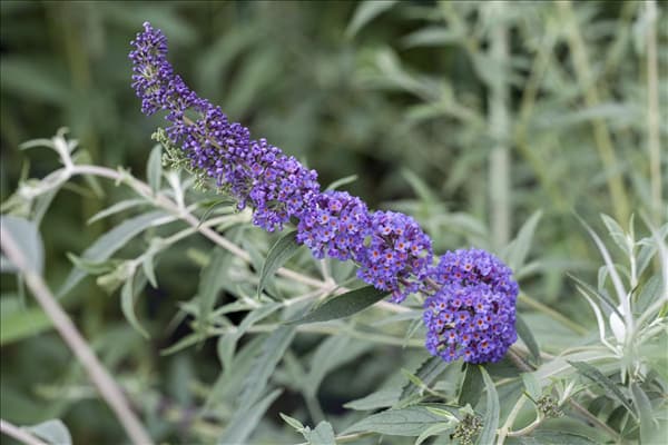 Buddleja davidii 'Nanho Blue'