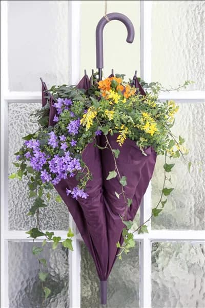 Campanula portenschlagiana