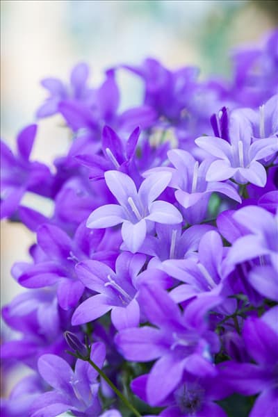 Campanula portenschlagiana