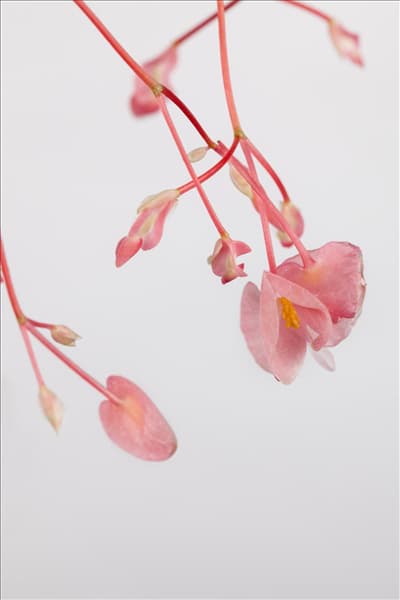 Begonia corallina 'Tamaya'