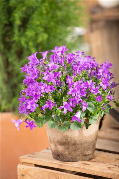 Campanula portenschlagiana 'Blue Royal'