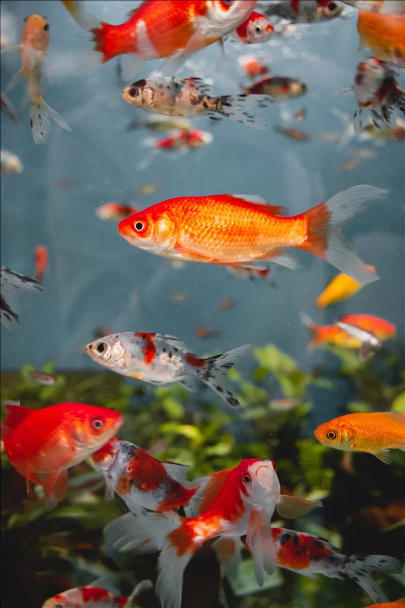 Aquaristik, Fische und Wasserpflanzen