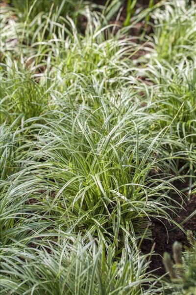 Carex morrowii ssp. foliosissima 'Silver Sceptre'