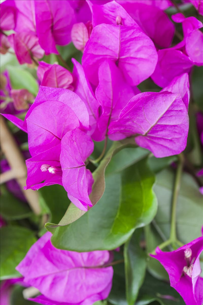 Bougainvillea 'Vera Purple' Drillingsblume