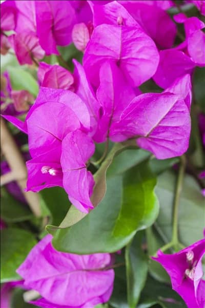 Bougainvillea 'Vera Purple'