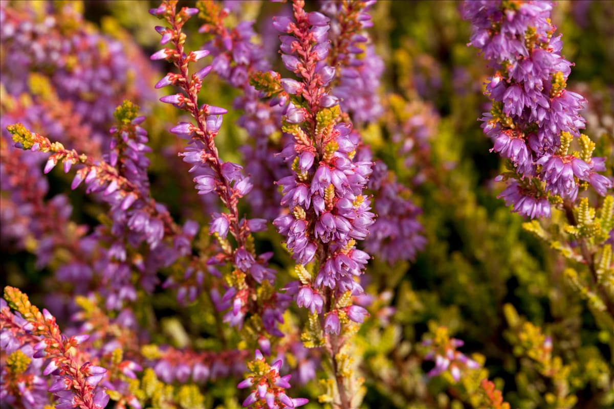 Calluna vulgaris 'Boskoop' Besenheide 'Boskoop'