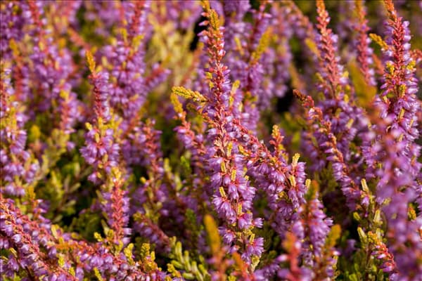 Calluna vulgaris 'Boskoop'