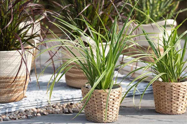 Carex morrowii ssp. foliosissima 'Icedance'