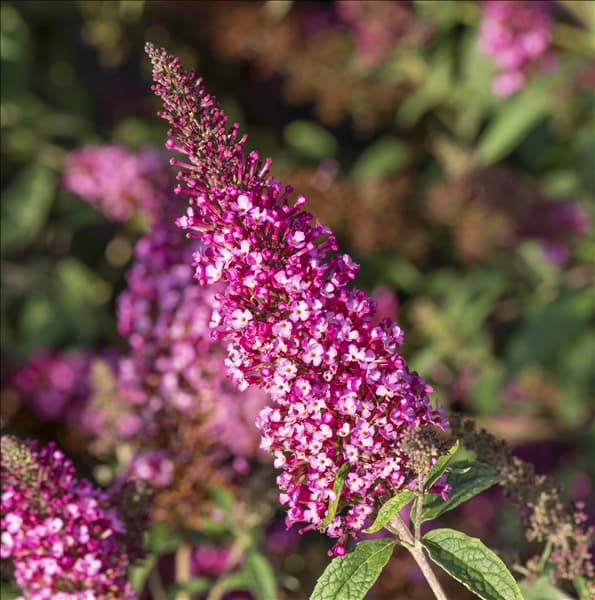 Buddleja davidii BUZZ™ 'Velvet'(s)