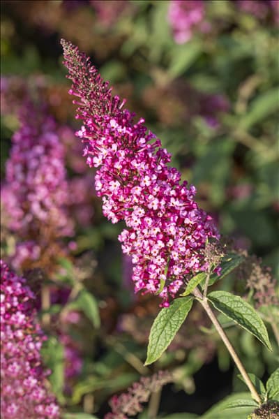 Buddleja davidii BUZZ™ 'Velvet'(s)