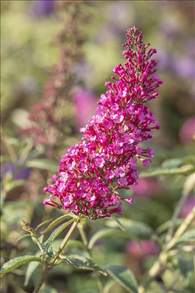 Buddleja davidii BUZZ™ 'Velvet'(s)