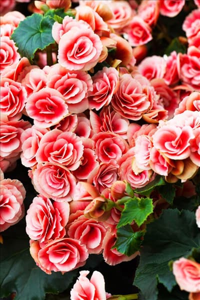 Begonia elatior 'Borias'®