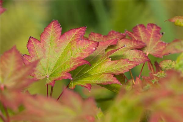 Acer japonicum 'Vitifolium'