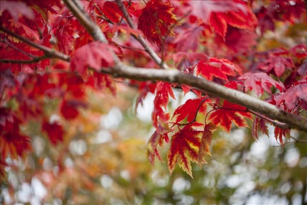 Acer japonicum 'Vitifolium'