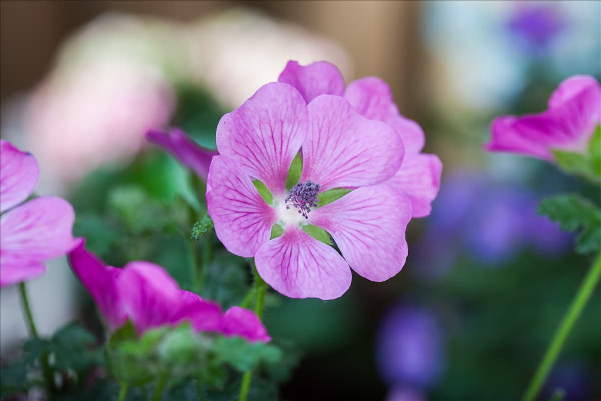 Anisodontea 'Elegans Princess'(s) Kapmalve 'Elegans Princess'(s)
