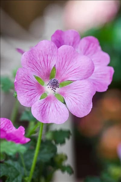 Anisodontea 'Elegans Princess'