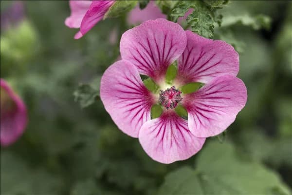 Anisodontea 'Elegans Princess'(s)