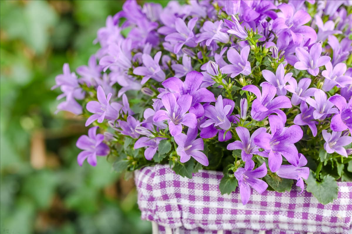 Campanula poscharskyana