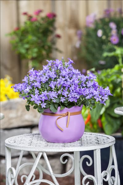 Campanula poscharskyana