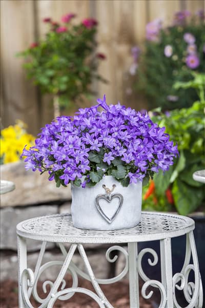 Campanula poscharskyana