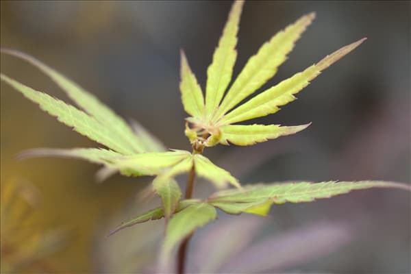 Acer palmatum