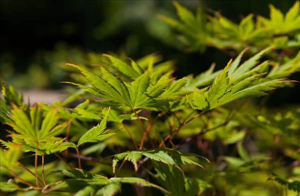 Acer palmatum