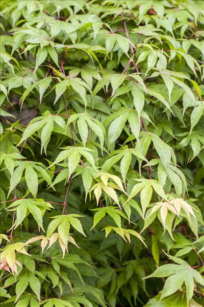Acer palmatum