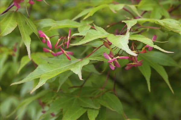Acer palmatum