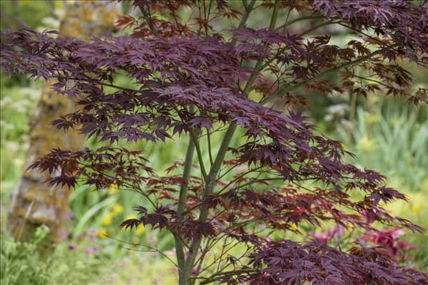 Acer palmatum