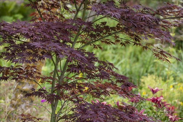 Acer palmatum