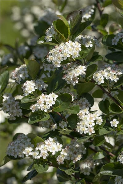 Aronia x prunifolia 'Viking'