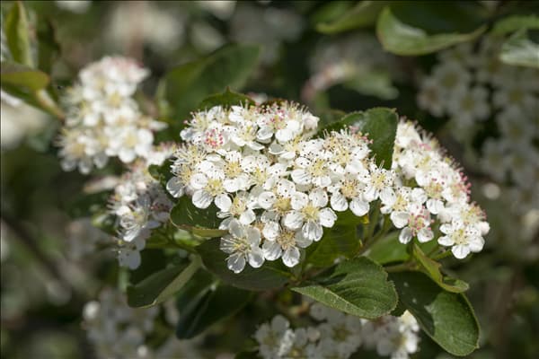 Aronia x prunifolia 'Viking'