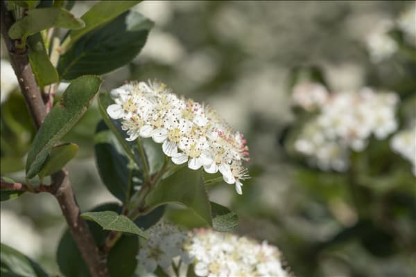 Aronia x prunifolia 'Viking'