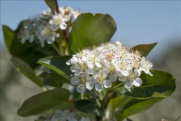 Aronia x prunifolia 'Viking'