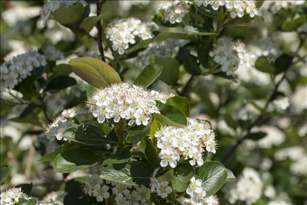 Aronia x prunifolia 'Viking'